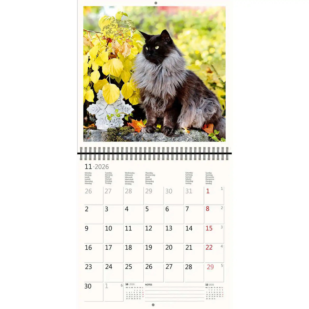 2026 Kalender schreiben 30 x 30 Katzen