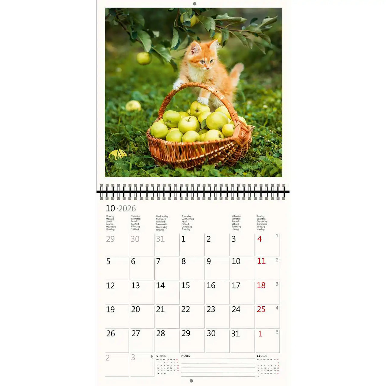 2026 Kalender schreiben 30 x 30 Katzen