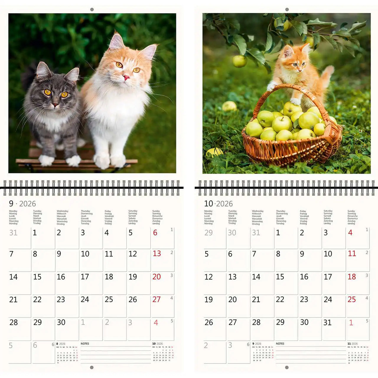 2026 Kalender schreiben 30 x 30 Katzen