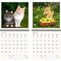 2026 Kalender schreiben 30 x 30 Katzen