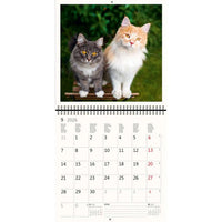 2026 Kalender schreiben 30 x 30 Katzen